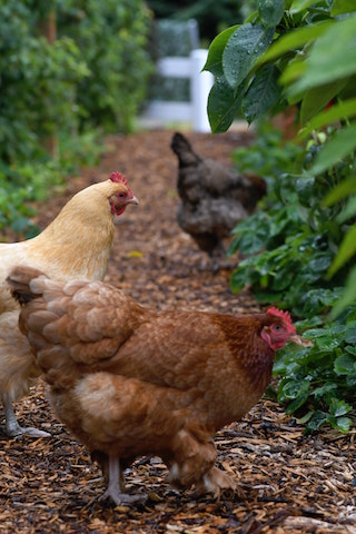 Les poules Paroisses Houilles Carrières Les poules Paroisses Houilles Carrières